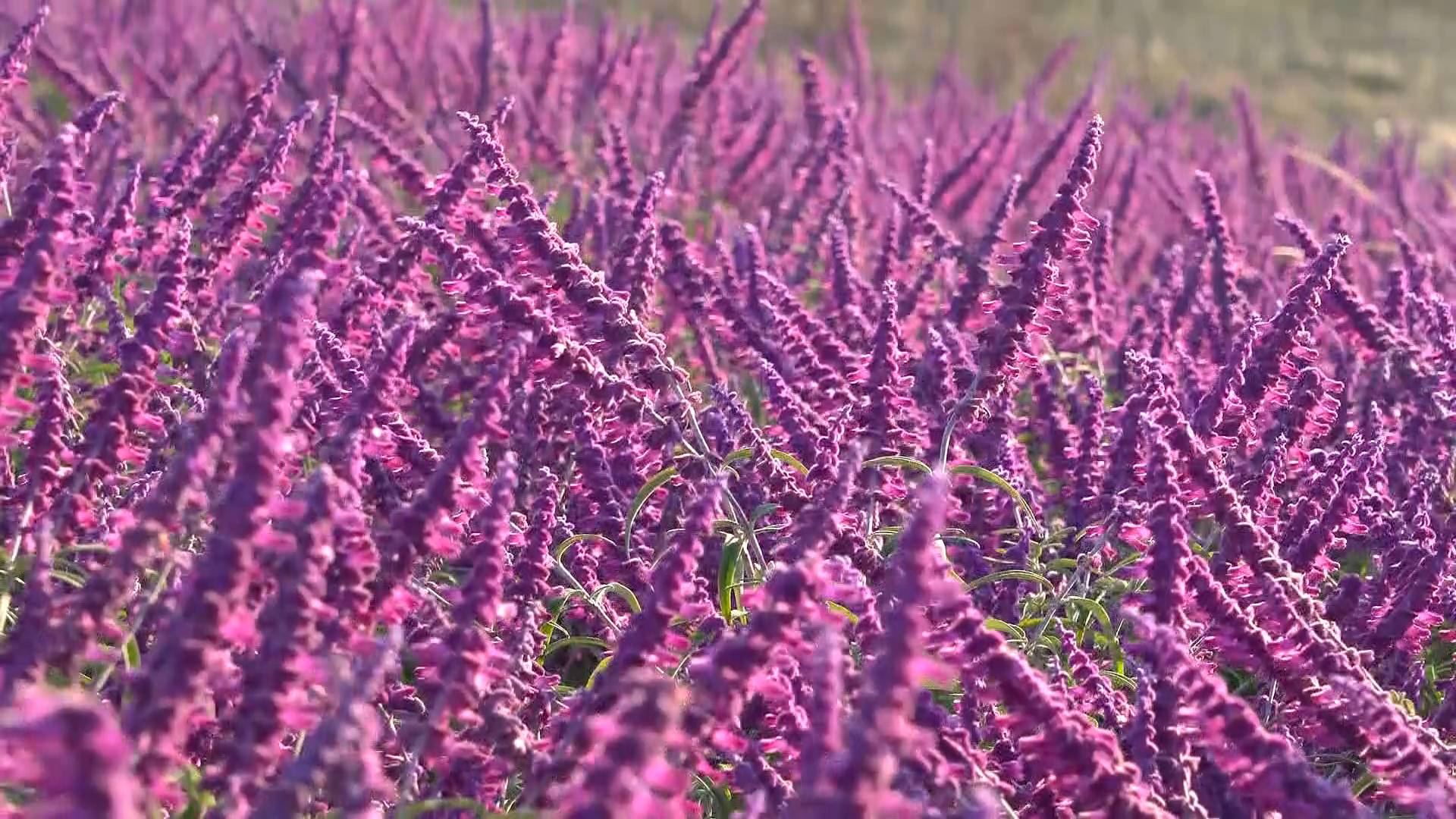 长岛月牙湾服务区的大片紫绒鼠尾草竞相绽放,宛如一片连绵不绝的紫色