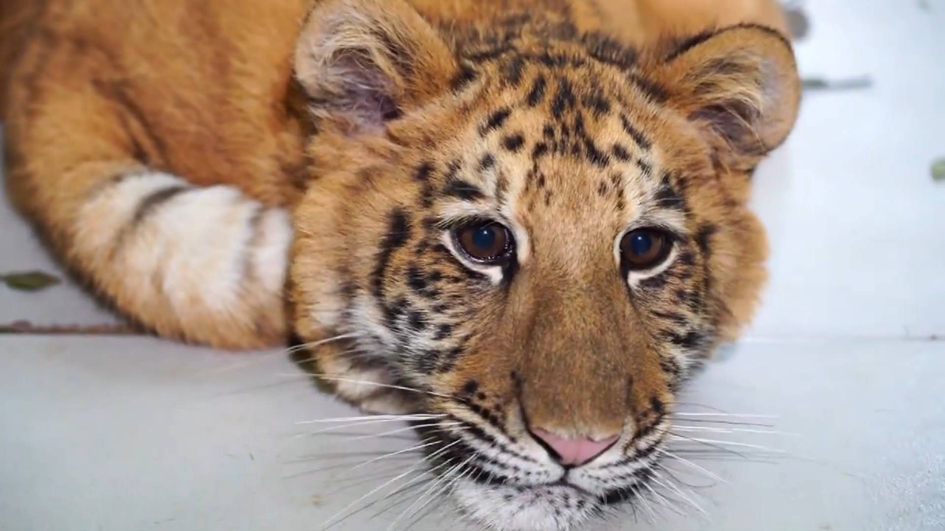 68秒全球唯一狮虎兽荆荆确认性别是一只萌萌的虎妞