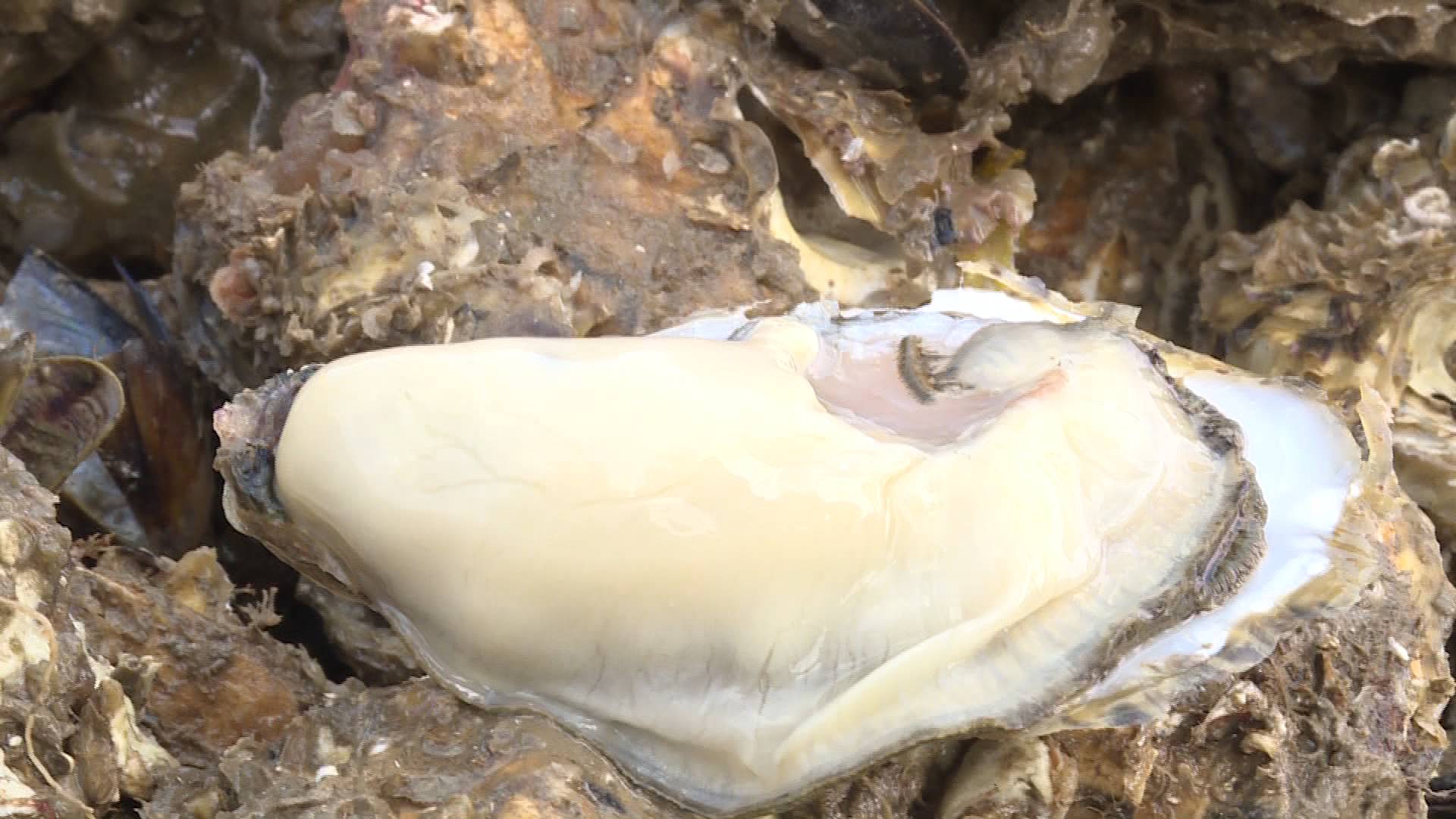 99秒|又鲜又肥!龙口屺姆岛迎来海蛎收获季 口感爽滑现开现吃