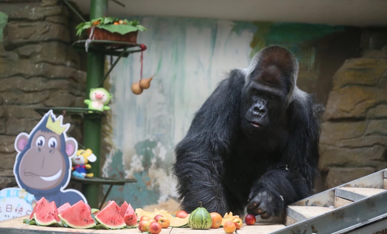 北京动物园大猩猩馆图片
