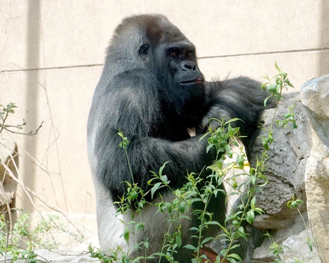 42秒|国内动物园最长寿大猩猩"威利"济南去世 生前影像曝光