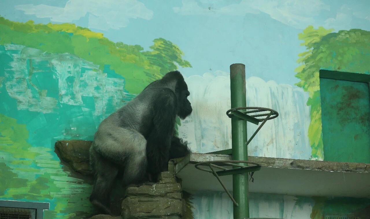 42秒|國內動物園最長壽大猩猩