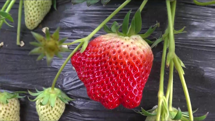 视频|揭秘聊城最大草莓种植基地的成功秘诀:原来草莓"喝"的都是矿泉水