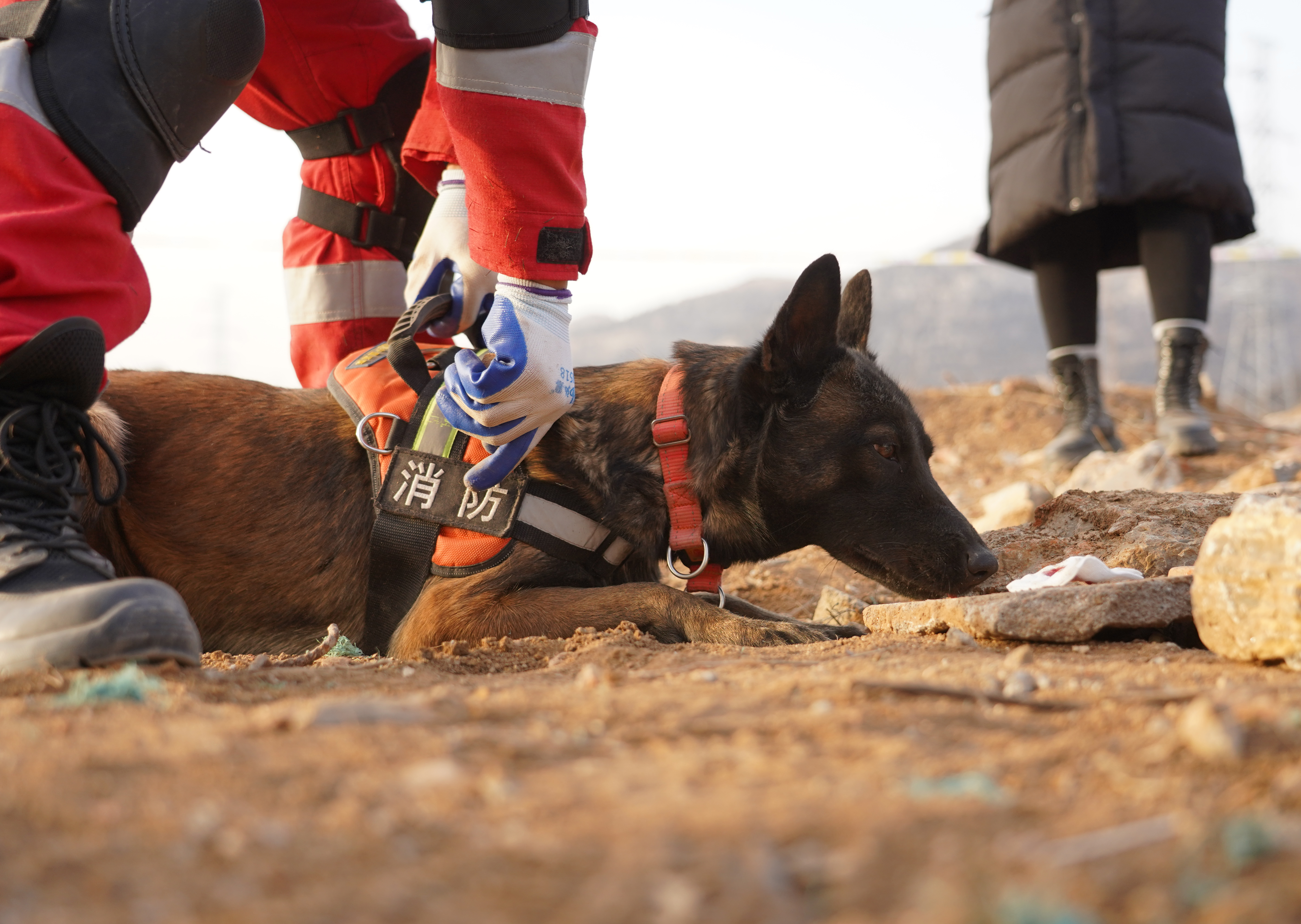 搜救犬坤虎图片