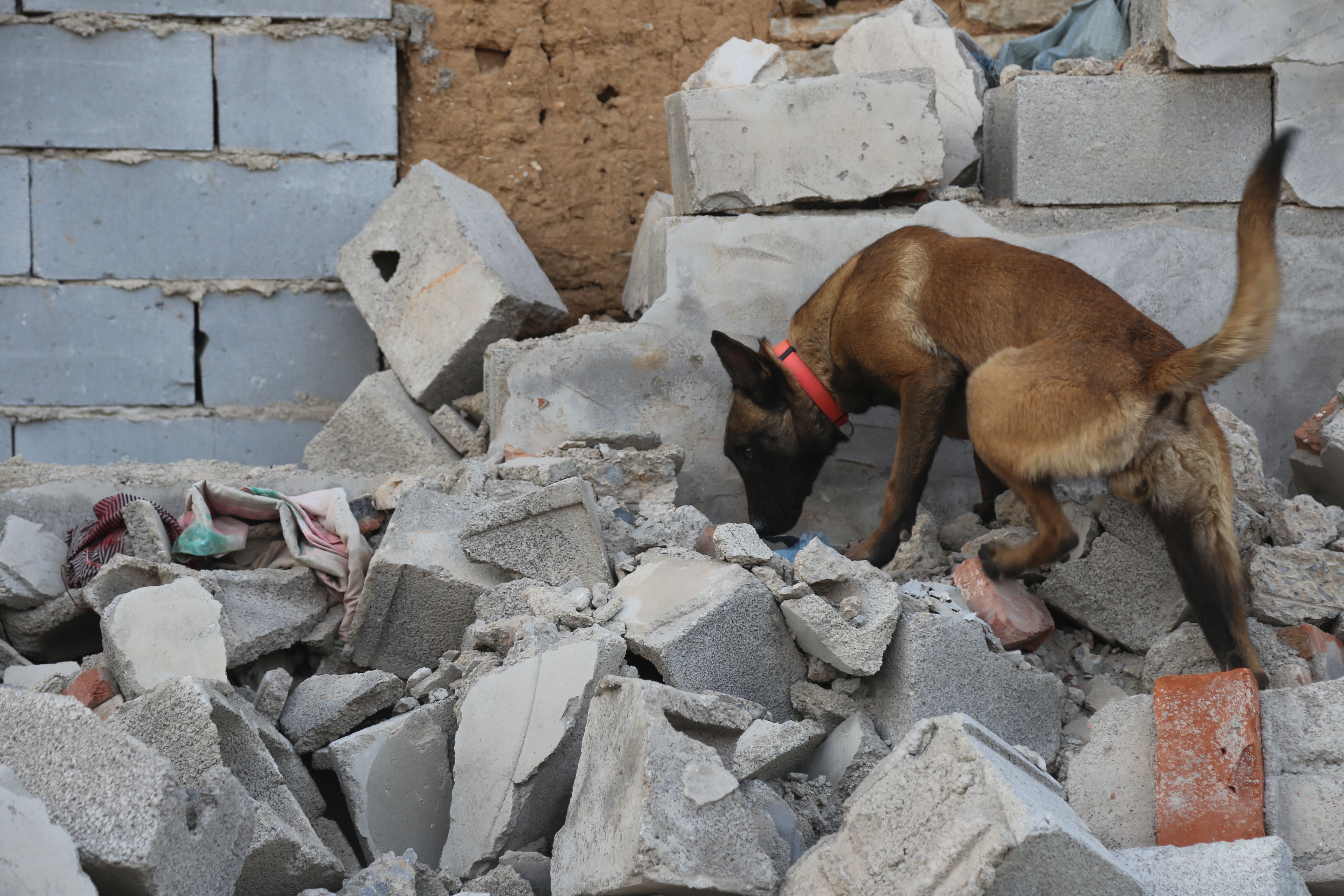 真实还原地震场地 107只搜救犬闯入废墟迅速救人