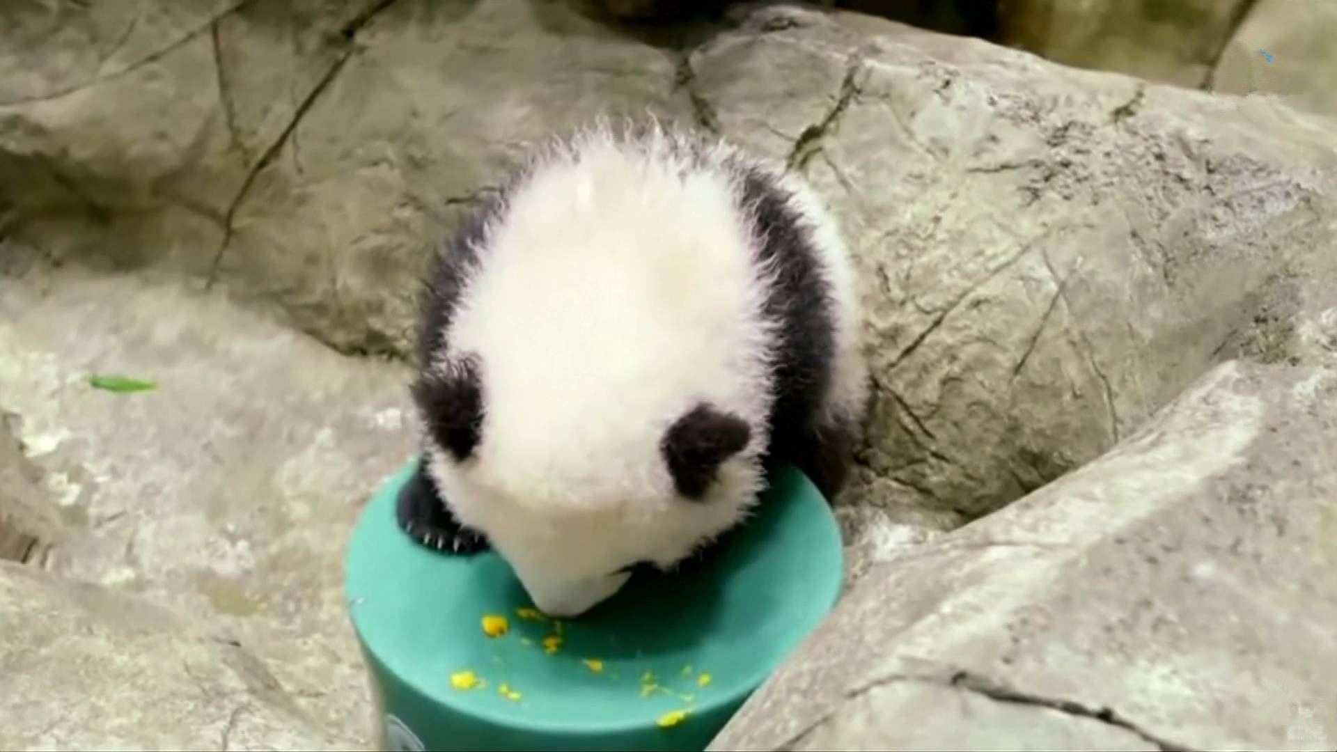 41秒丨超可爱旅美大熊猫幼崽小奇迹首次公开亮相