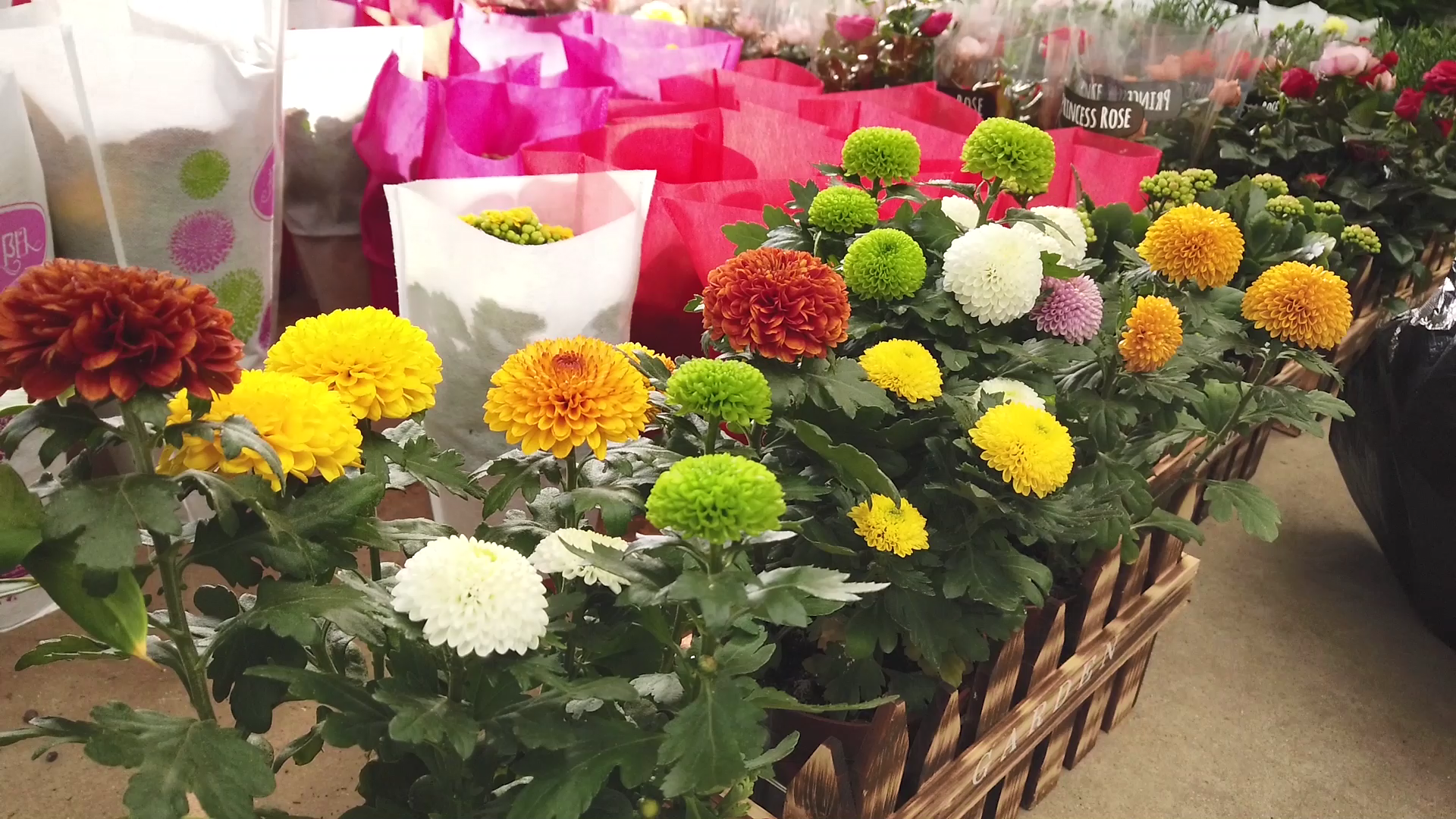 临沂鲜花批发市场(临沂鲜花批发市场在哪里)