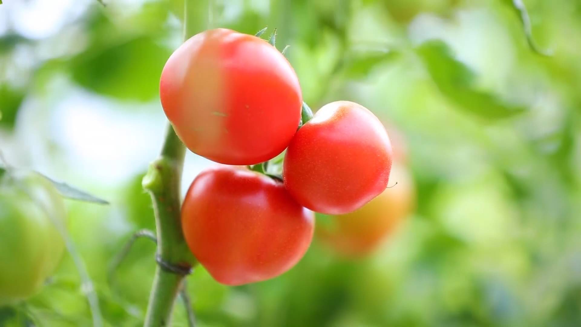 当水果吃的西红柿 何以成了村民致富果？