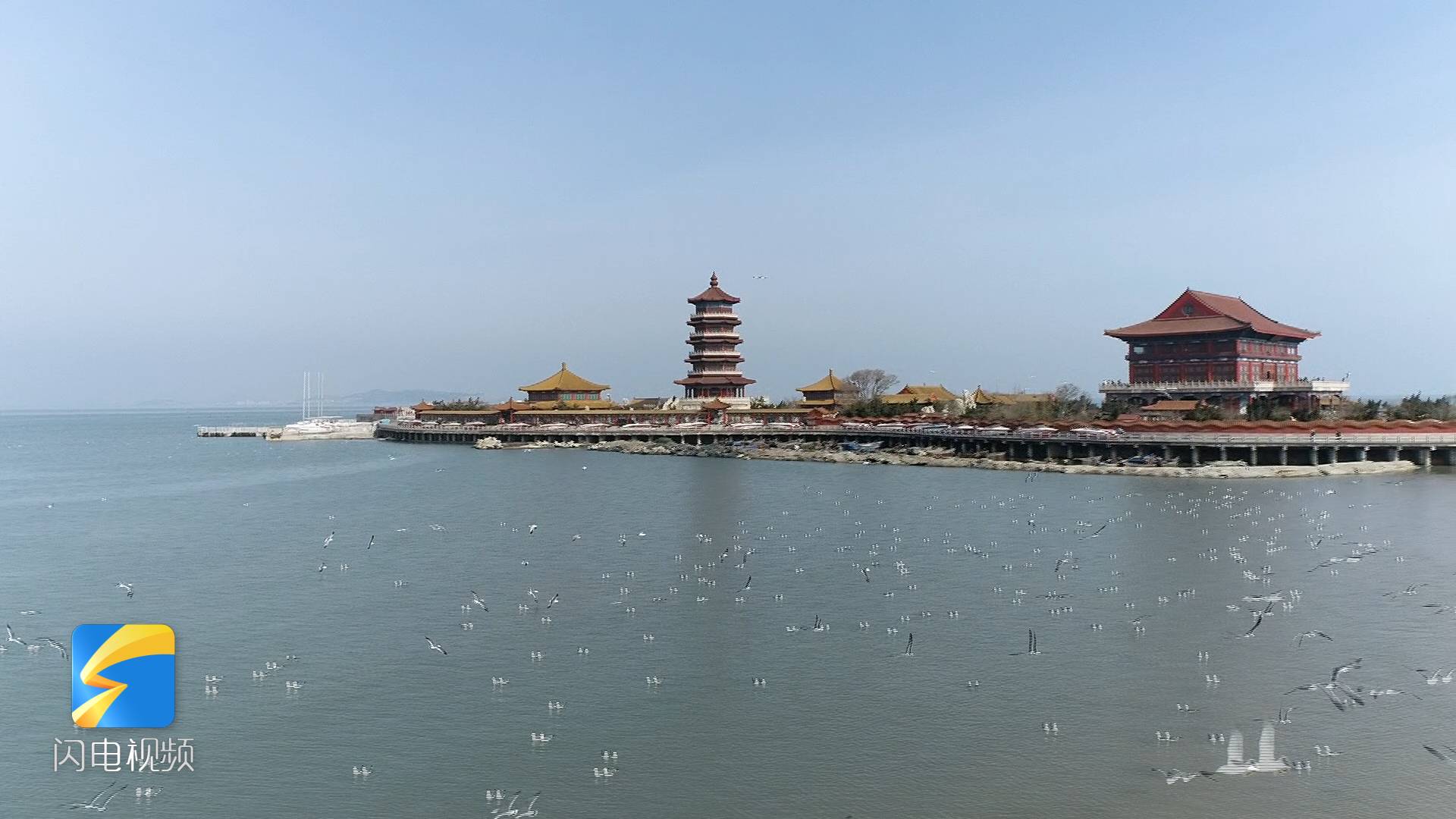 42秒观赏海鸥空中飞舞蓬莱八仙渡海口成网红打卡地