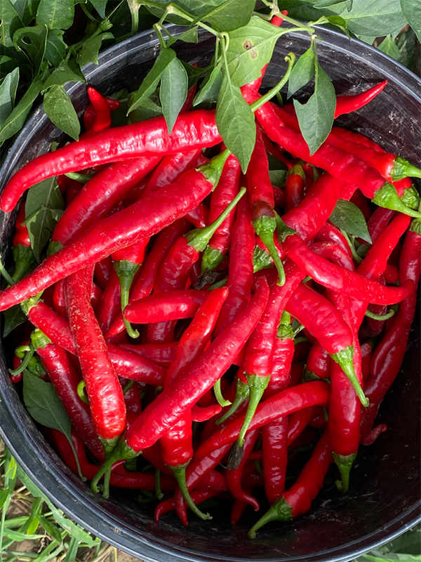 听新闻丨德州武城尚庄村:小小辣椒蕴含"大能量"