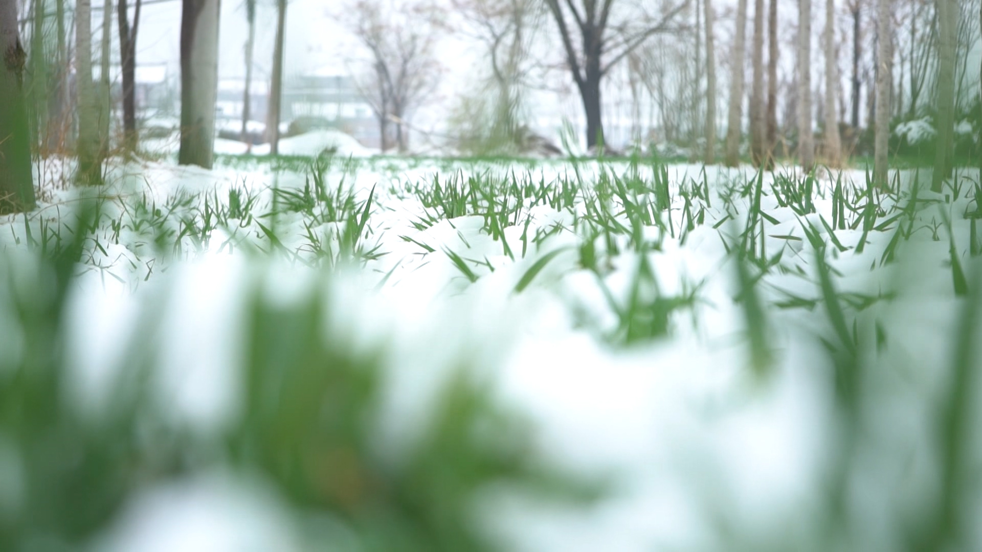 春雪赛如金山东本轮降雨降雪有效缓解小麦旱情