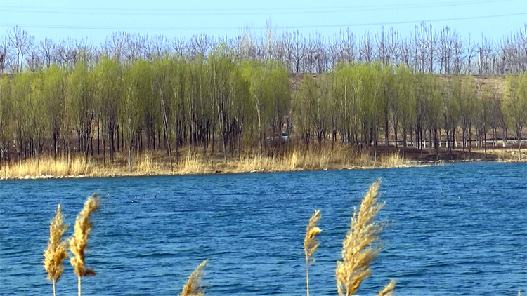 44秒|德州齐河玉带湖景区:柳叶鹅黄浅 杏花春意浓
