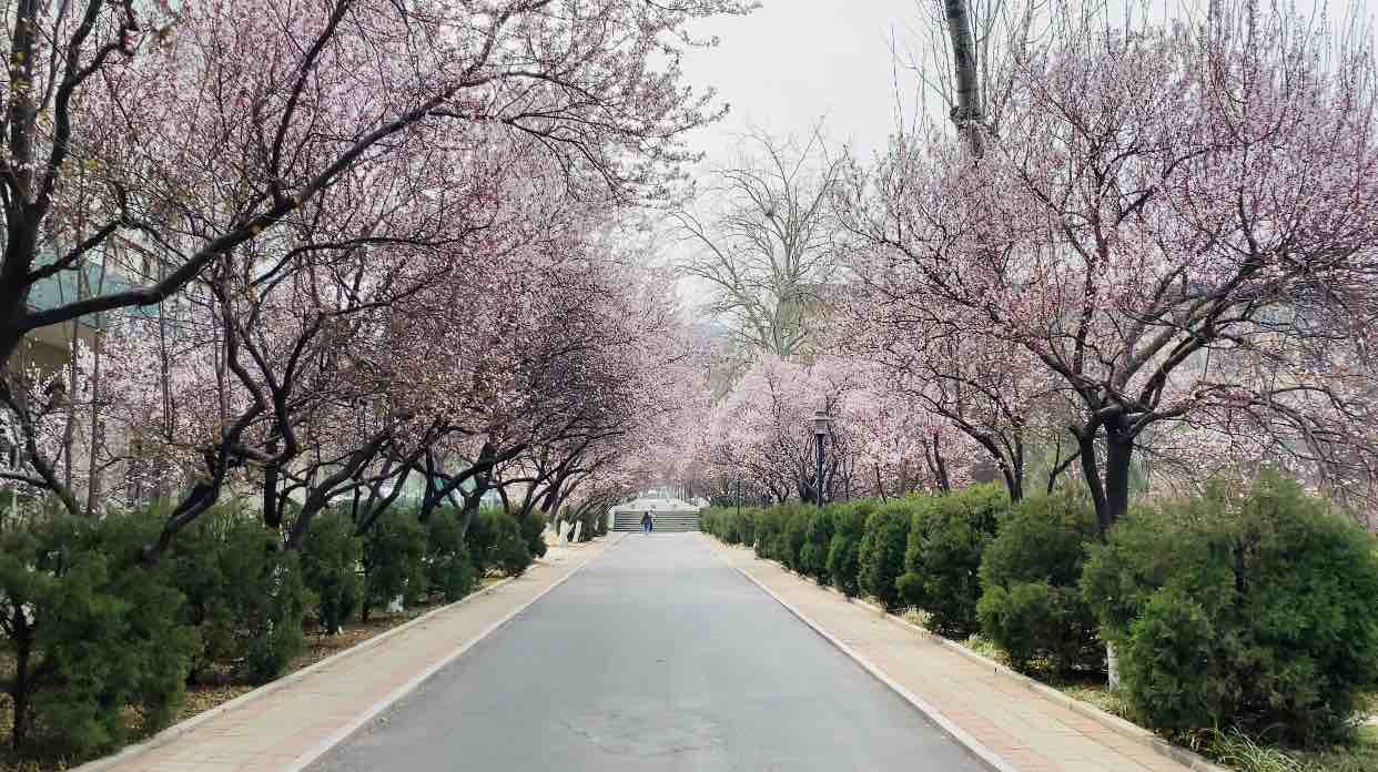 紫叶李樱花傻傻分不清楚山师大樱花大道迷人眼