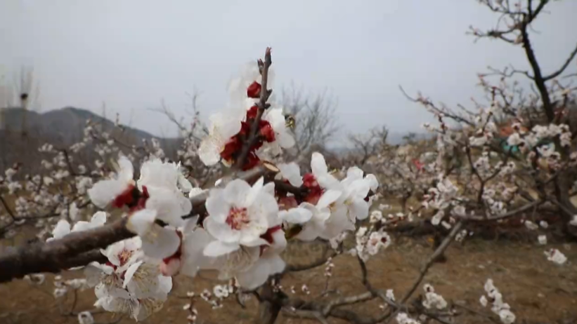 49秒又是一年杏花开济南长清万亩杏花美景醉游人