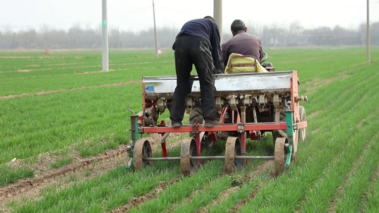 107秒人勤春来早聊城种田大户自创神器小麦追肥省时省力又省钱