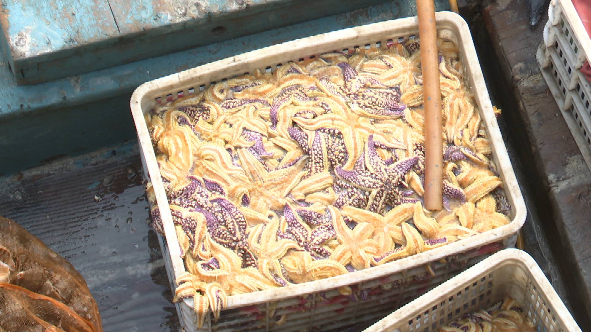 青岛胶州湾海星泛滥致渔民损失惨重 专家:比较好的方法是继续打捞