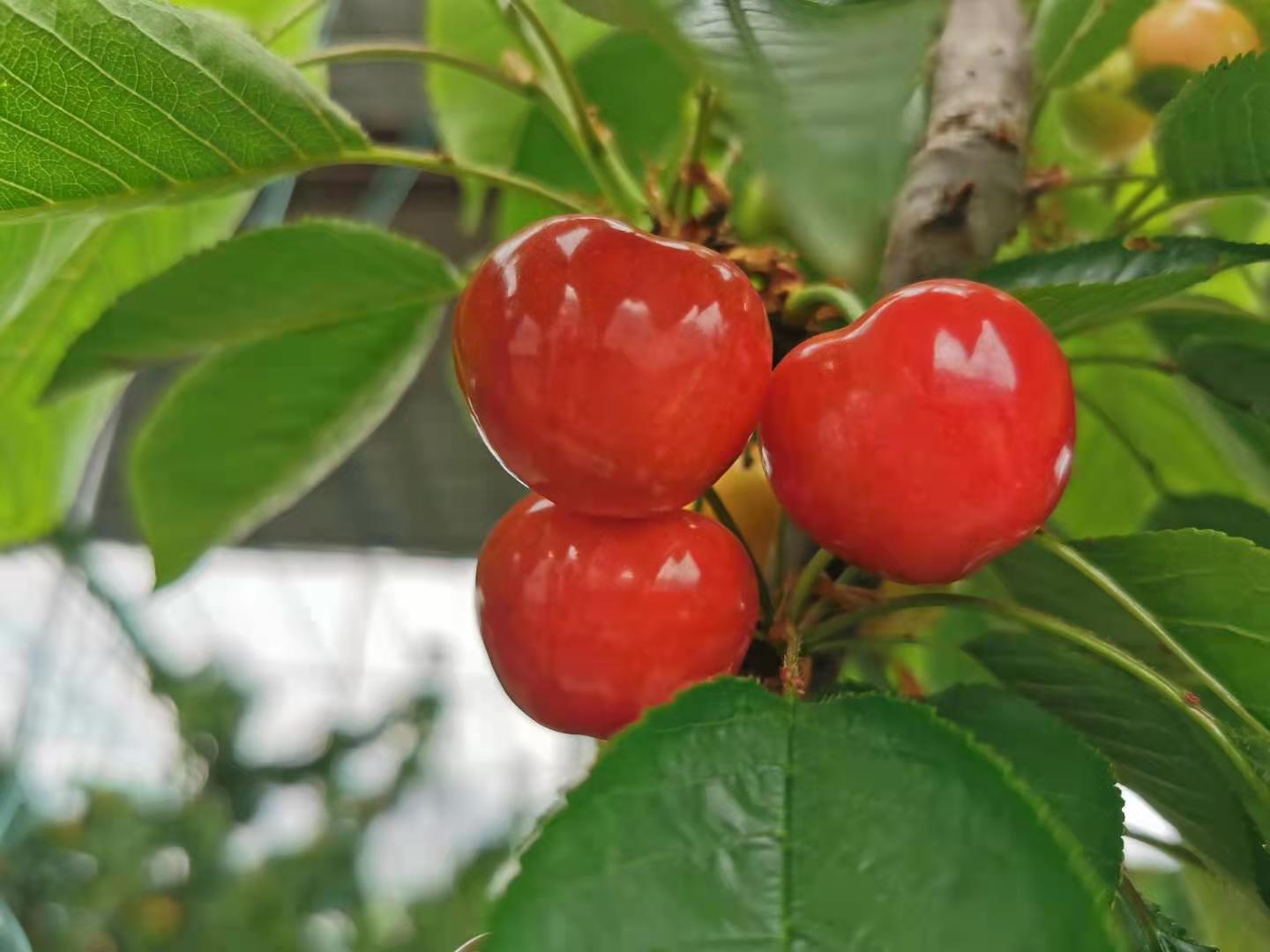红了樱桃,鼓了腰包!枣庄山亭火樱桃成了"致富果"