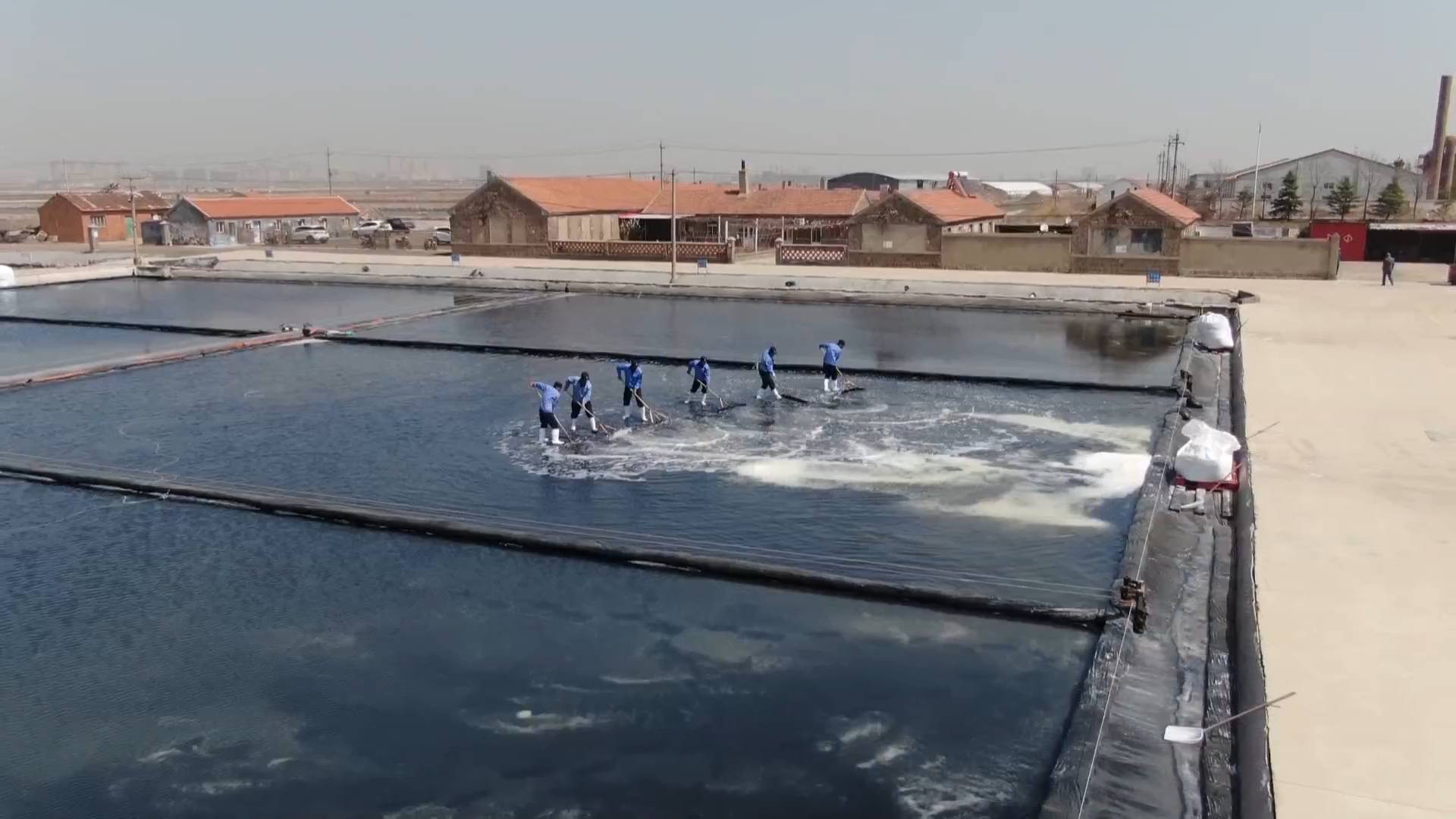 谁知盘中盐粒粒皆辛苦青岛千亩盐田迎来收获季