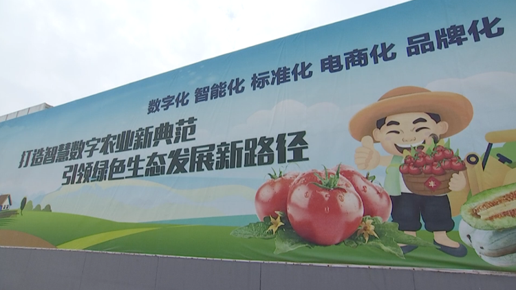 滨州博兴：西红柿产业托起乡村振兴致富梦