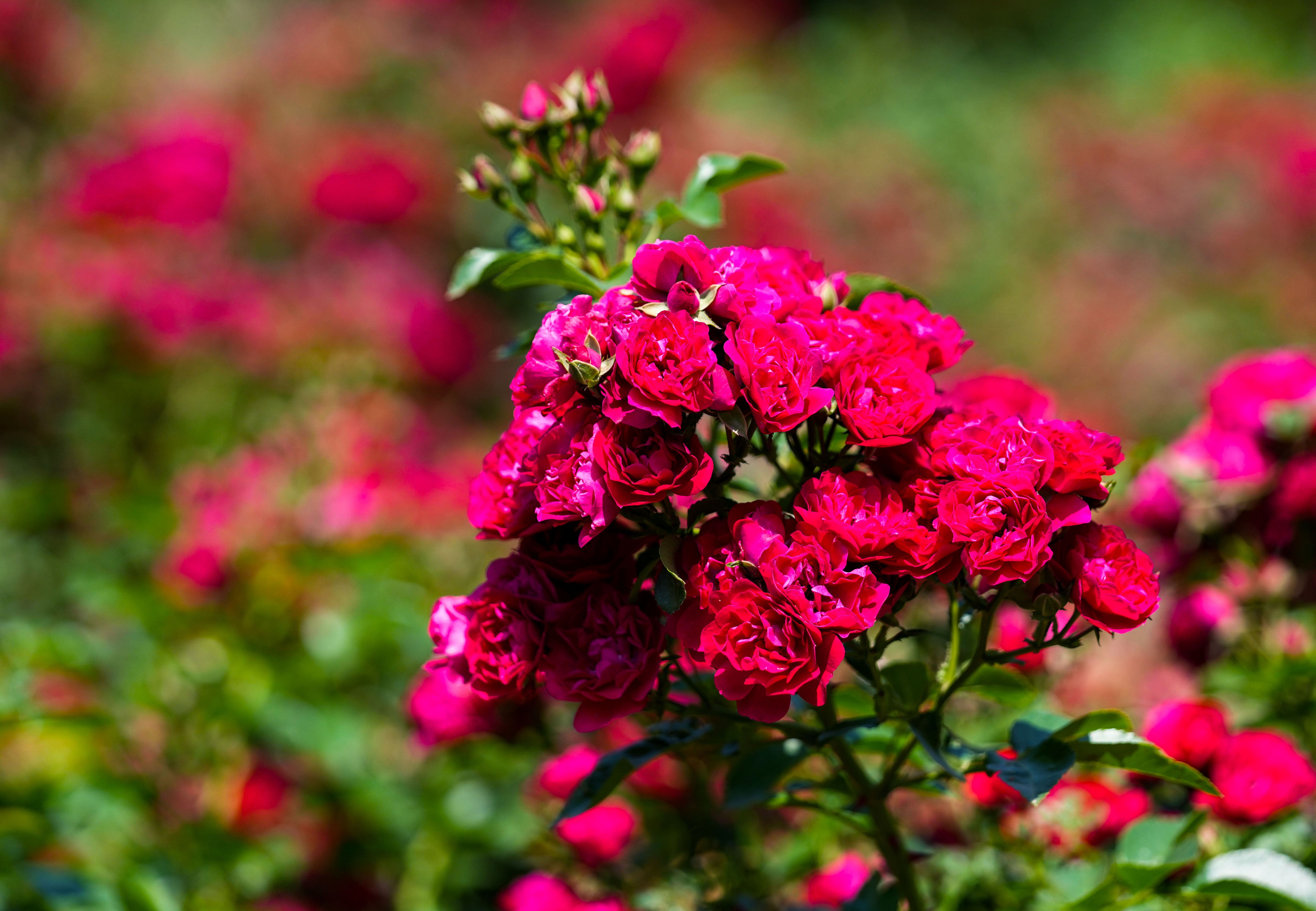 最美的玫瑰花图片花海图片