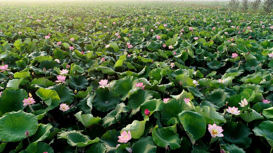 临沂蓝莓采摘基地在什么地方