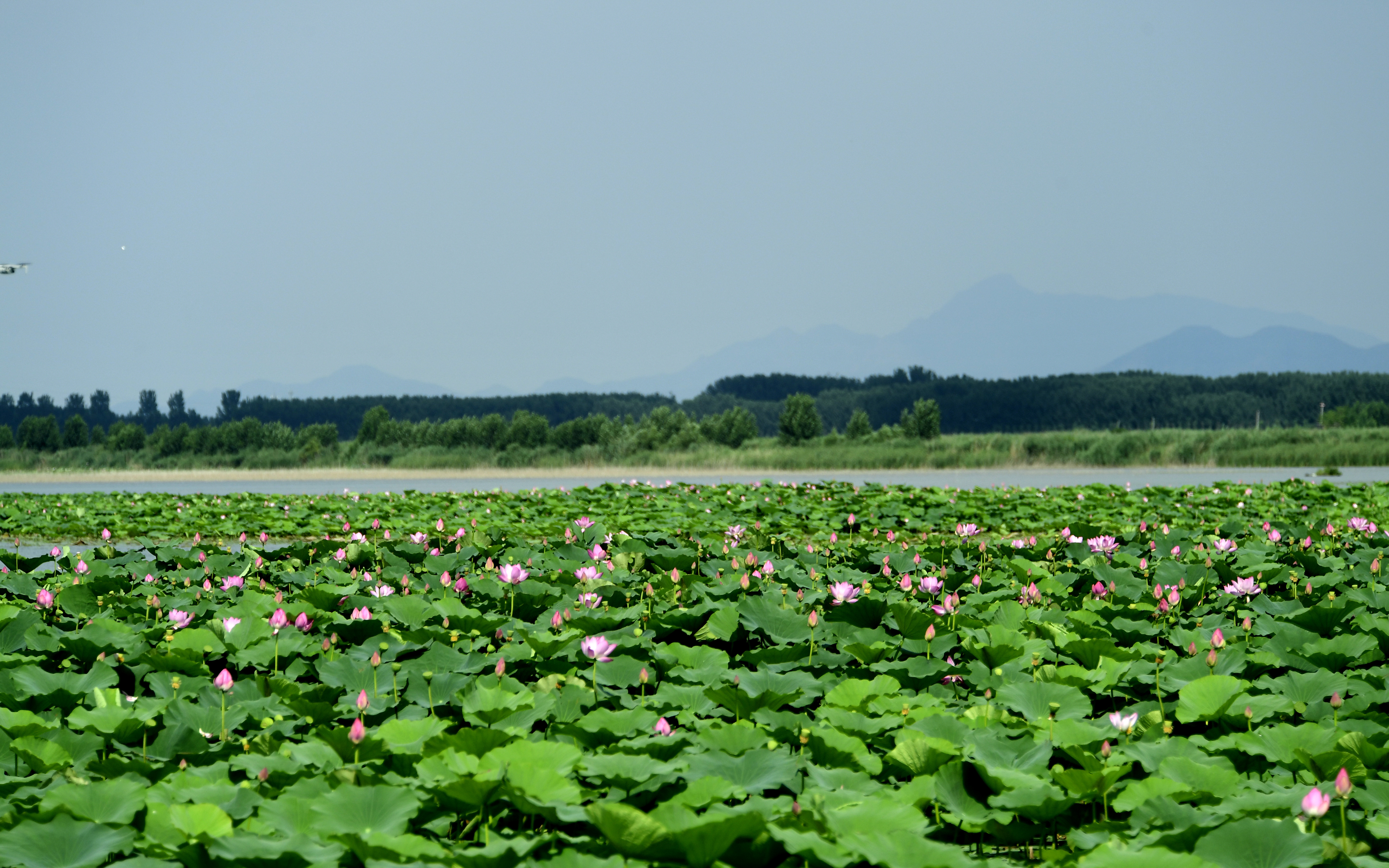 千亩荷塘逐次开花 济南白云湖荷香湖韵绘就生态美景