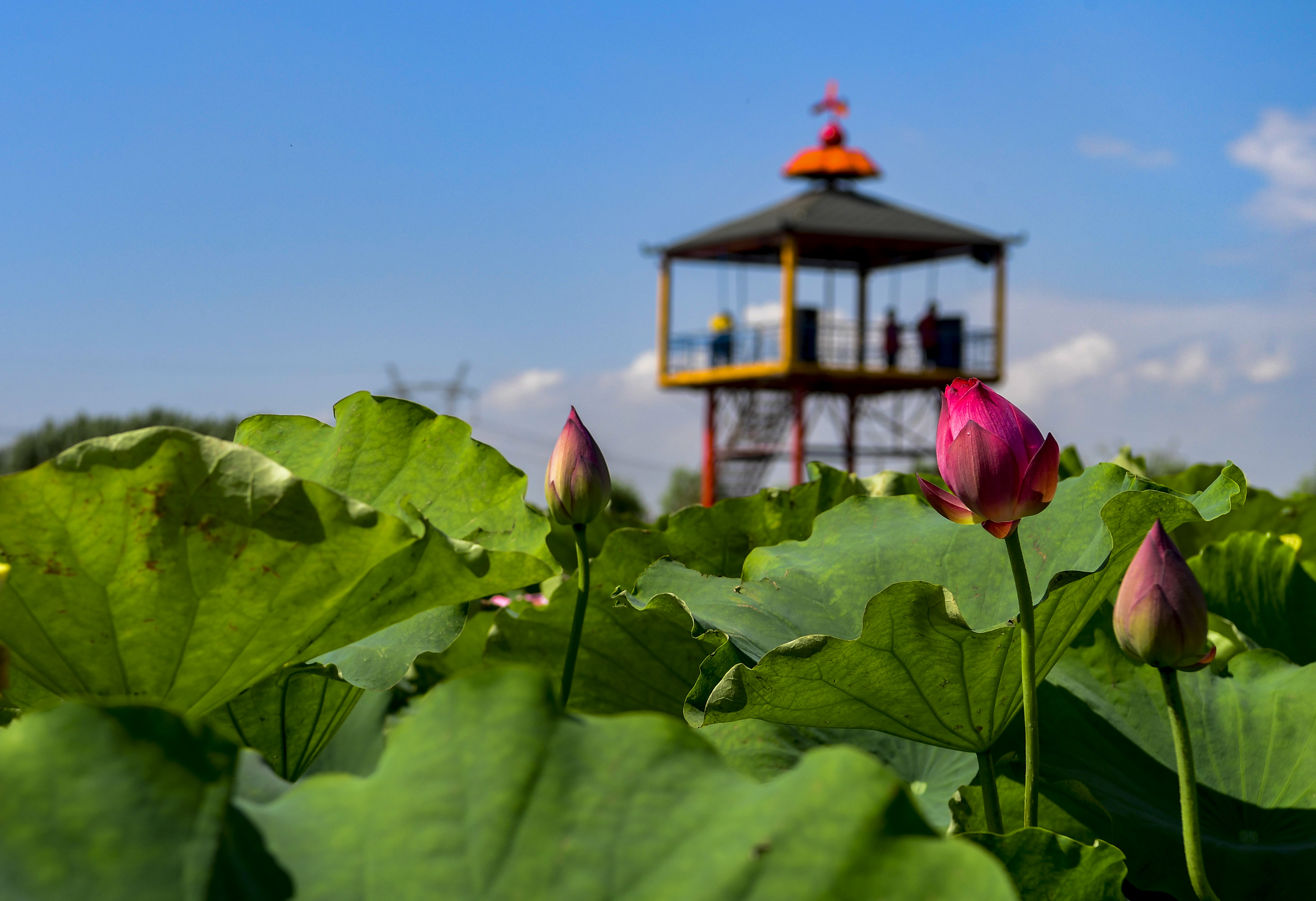 千亩荷塘逐次开花 济南白云湖荷香湖韵绘就生态美景