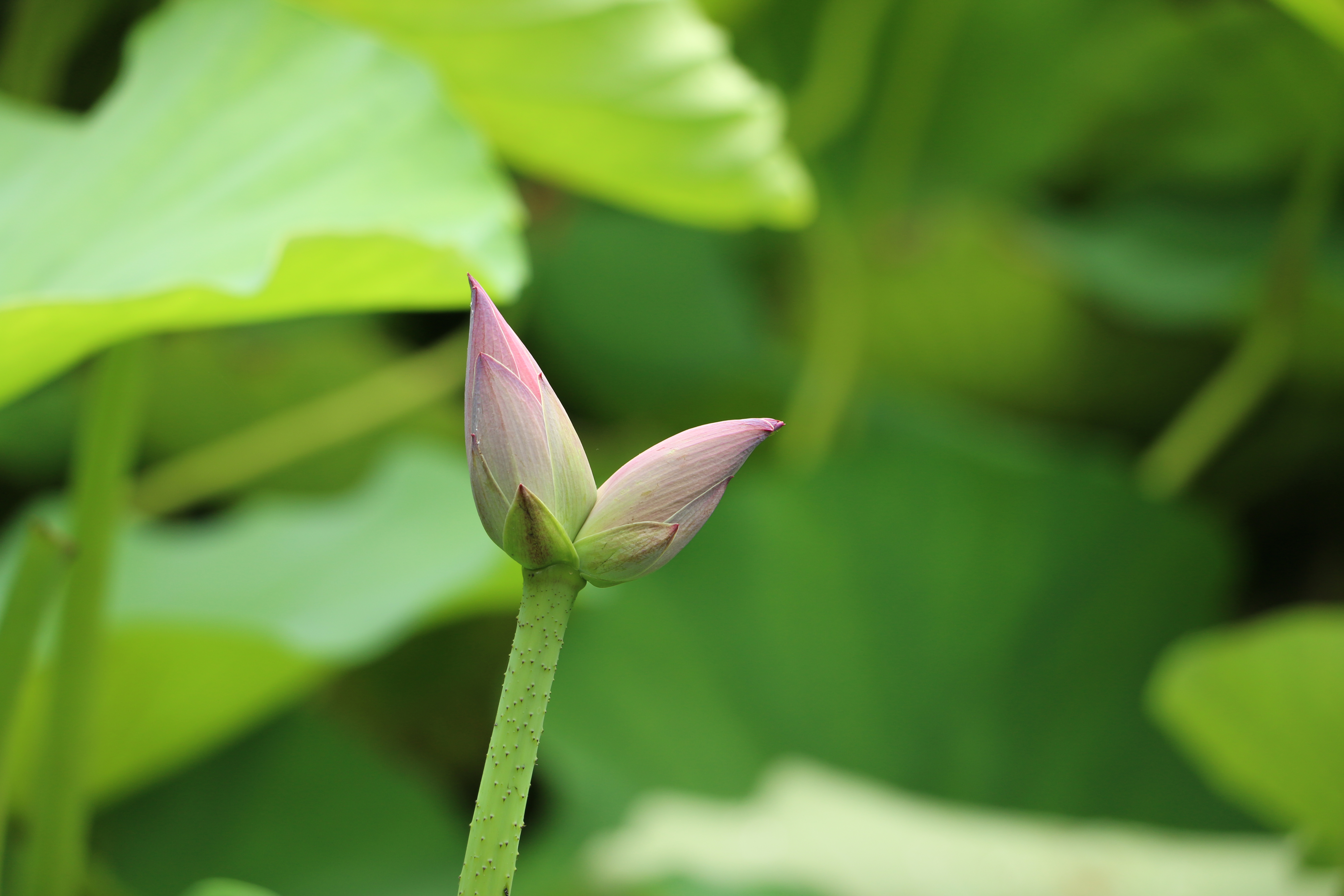 恩爱夫妻同赏"夏雨荷" 济南大明湖罕见并蒂莲惊艳众游客