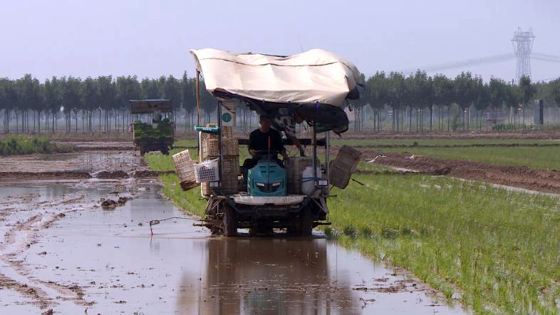 德州庆云开启"稻麦两季轮作"模式 2500亩水稻正在插秧