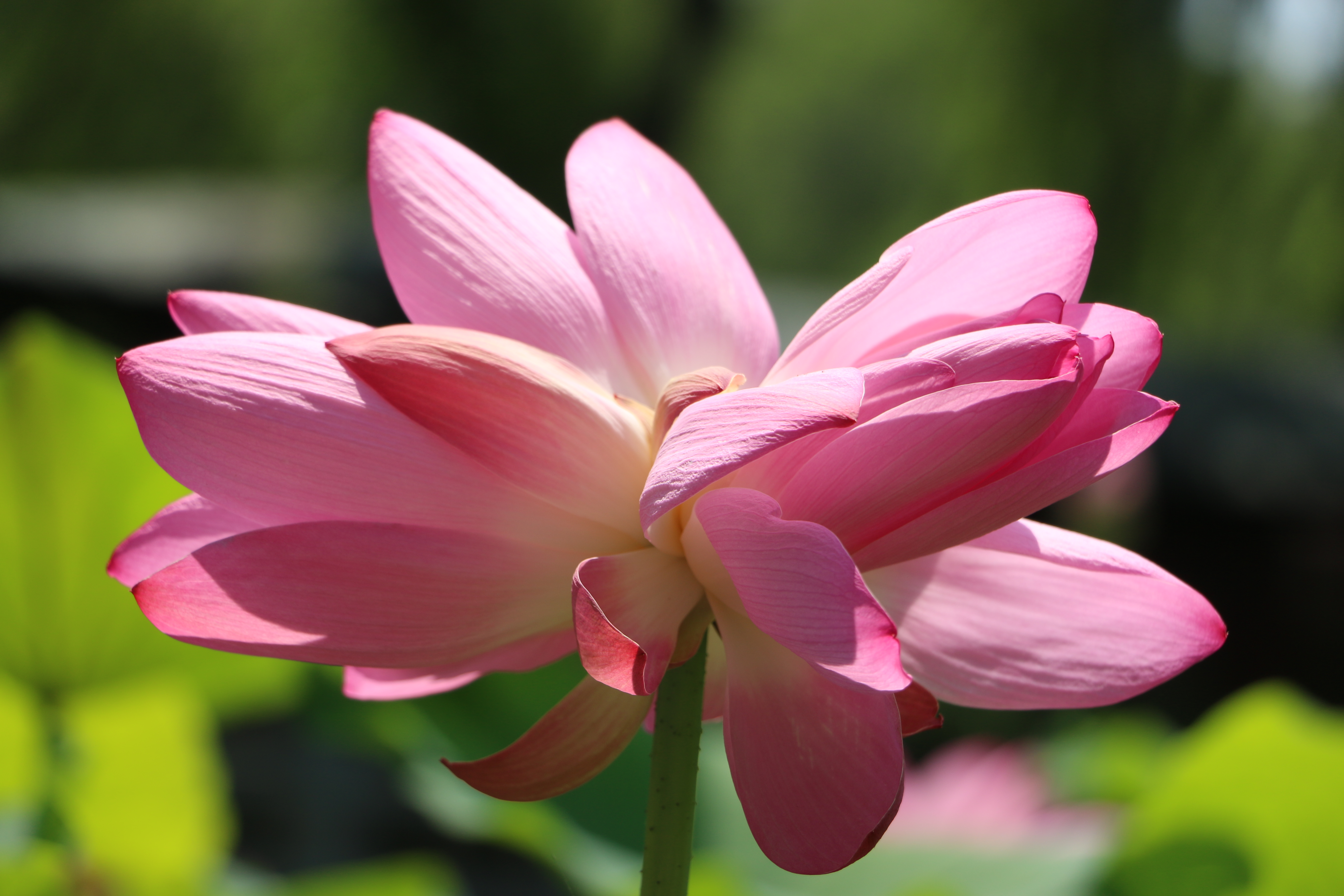 诗画山东|留住济南大明湖畔并蒂莲的两抹动人"粉红"