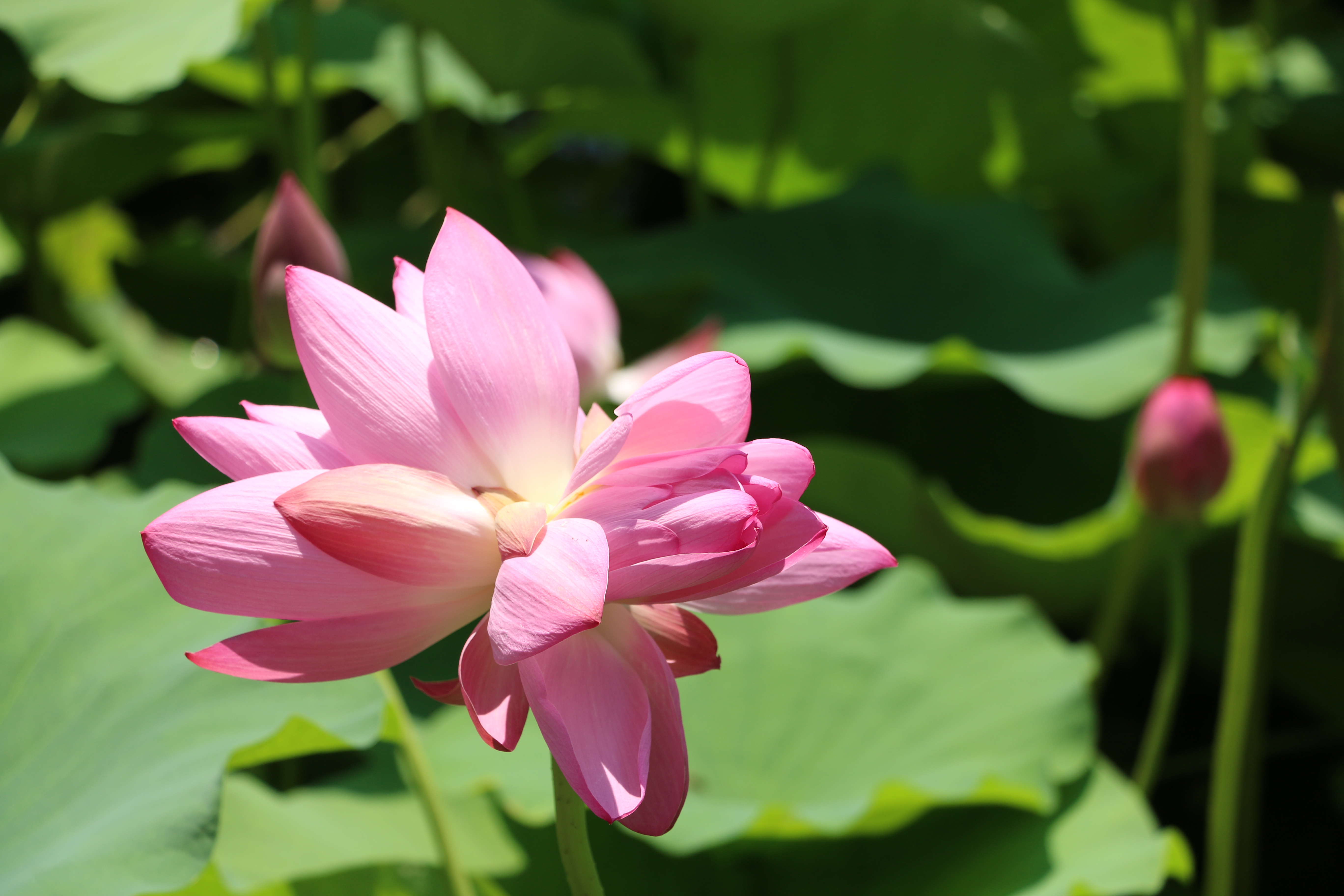 影像力|一夜之间并蒂莲娇美绽放 两抹粉红妆点济南大明湖畔夏日风光