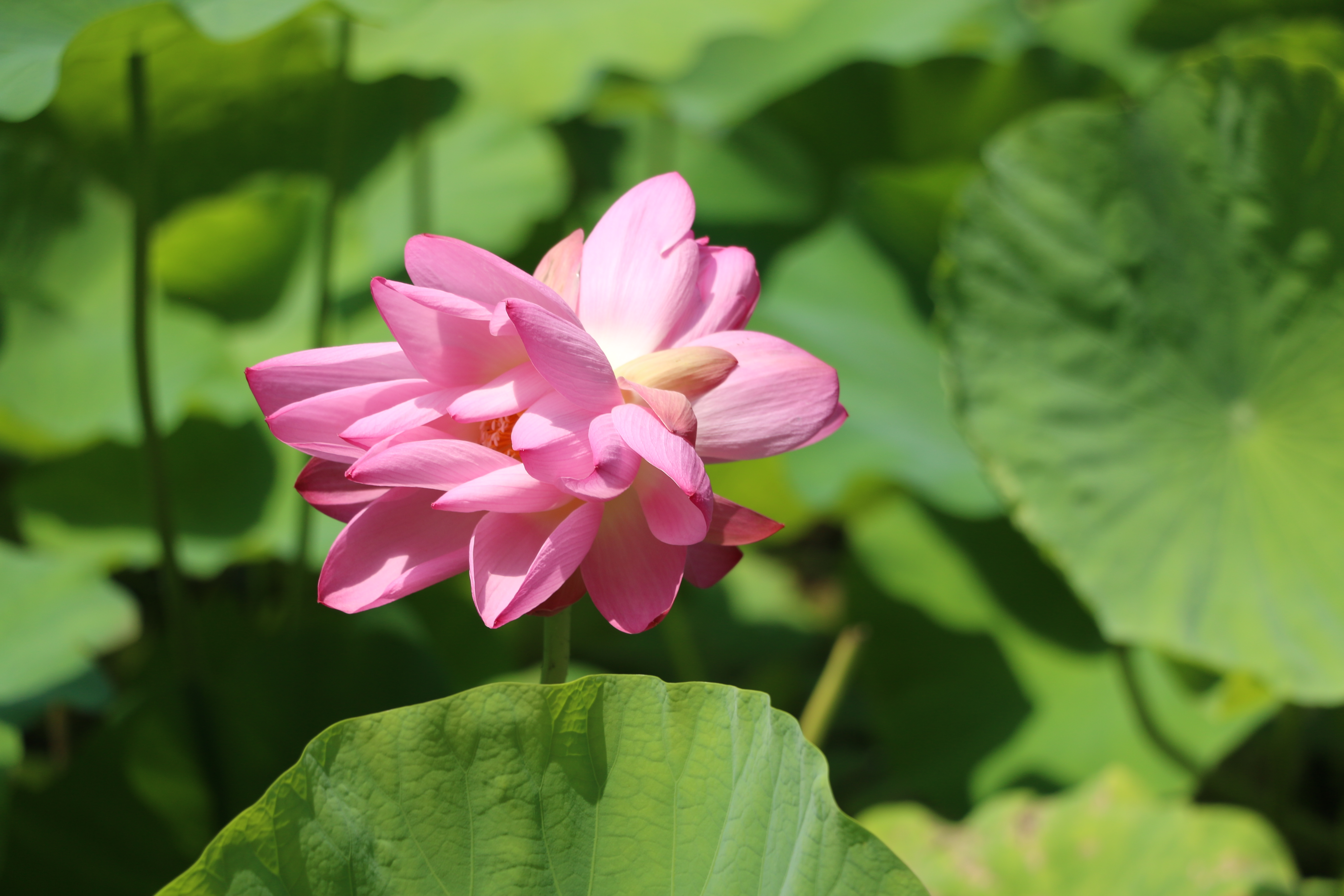 影像力|一夜之间并蒂莲娇美绽放 两抹粉红妆点济南大明湖畔夏日风光