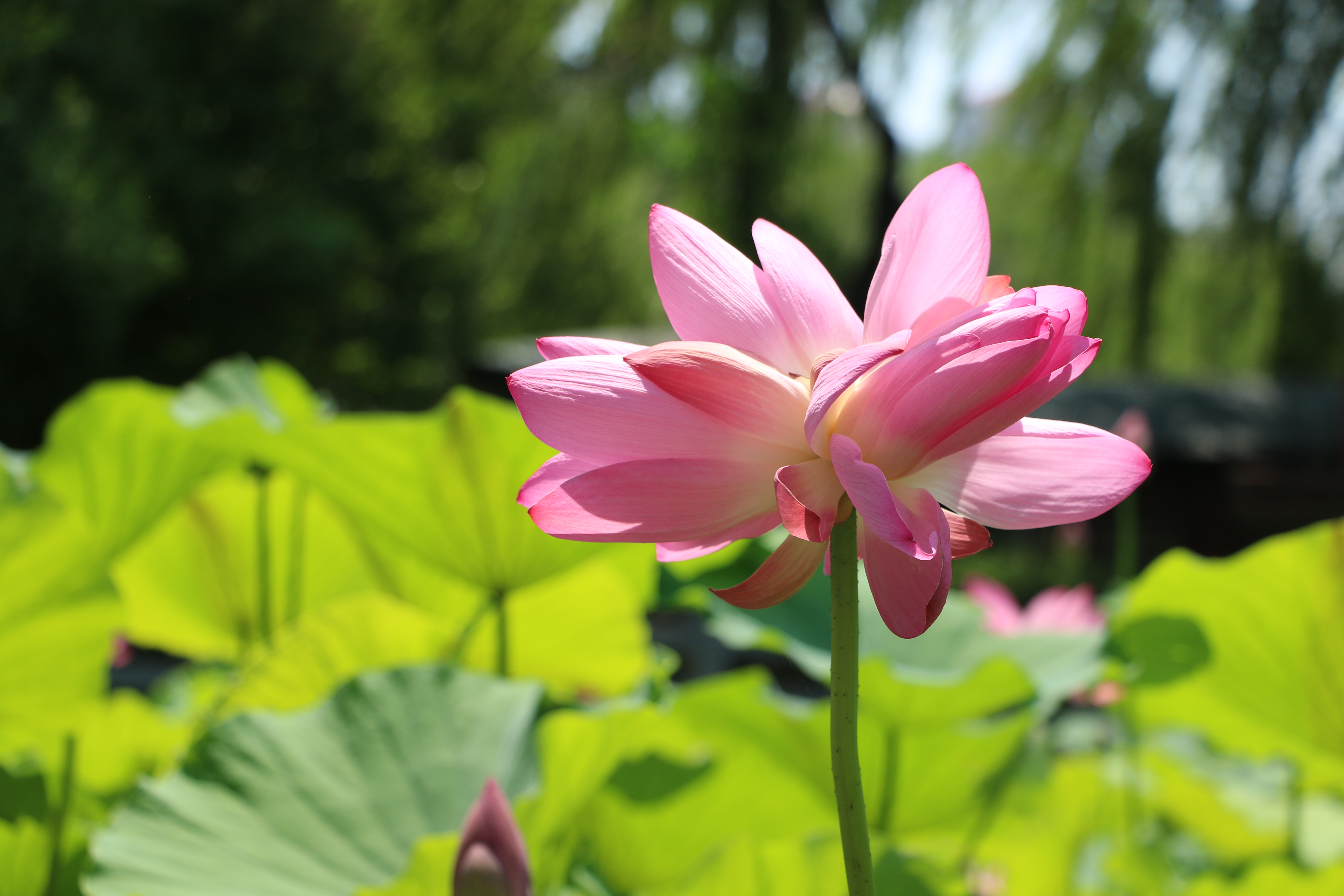 影像力|一夜之间并蒂莲娇美绽放 两抹粉红妆点济南大明湖畔夏日风光