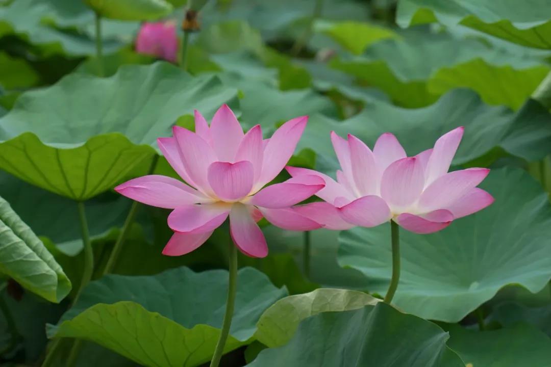 又是一年荷满园,潍坊科技学院的夏天美不胜收