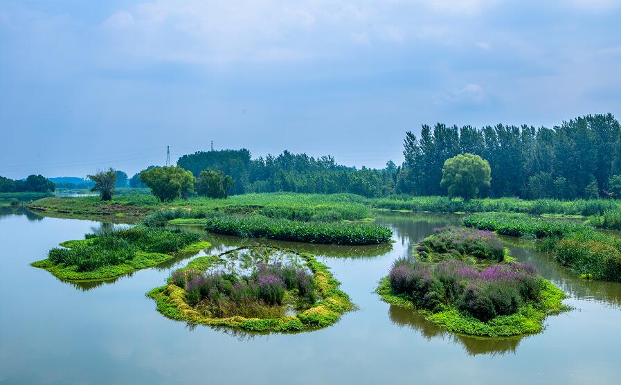 临沂武河湿地:夏荷盛开醉游人
