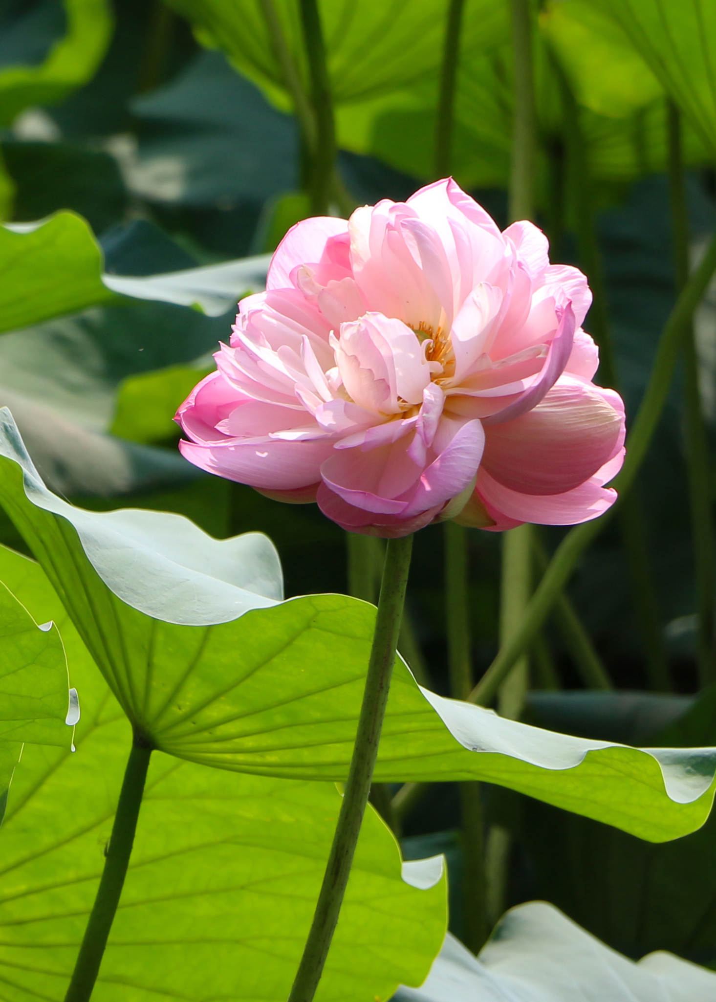 " 大明湖第二株并蒂莲吸睛十足 专人看护24小时监控