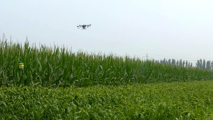 以虫治虫、绿色防控！聊城阳谷首次使用无人机喷洒赤眼蜂防治玉米螟