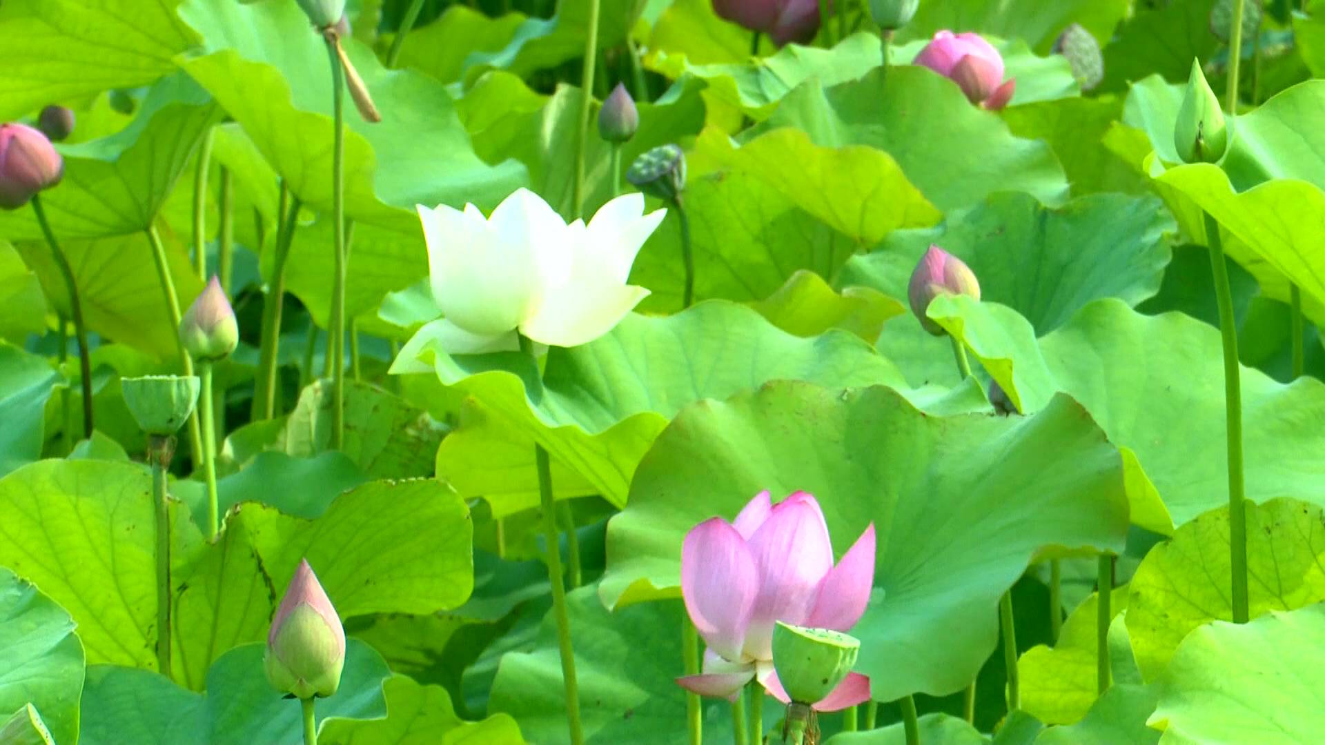 莲叶何田田临朐白塔乡村旅游示范村近30亩荷花清香袭人