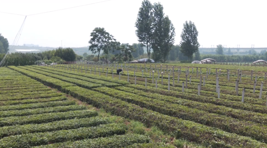 日照巨峰镇将"茶"作为发展核心 "三产联动"振兴乡村经济