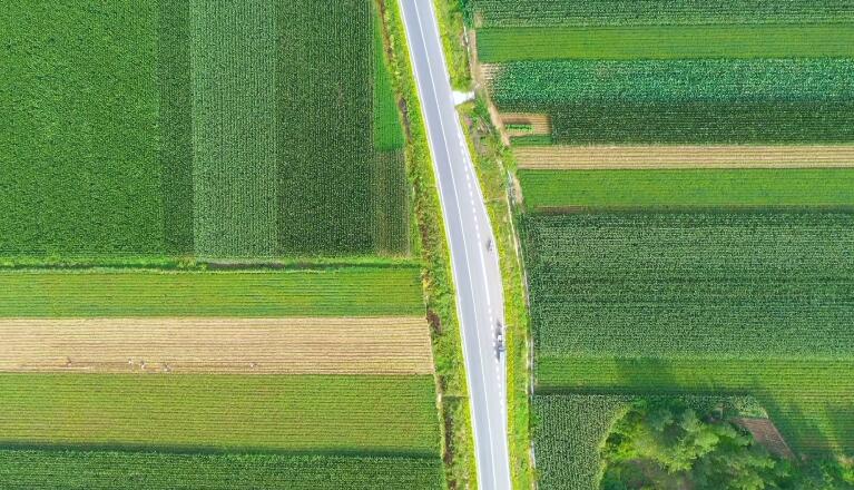 航拍日照五莲三万亩玉米田 纵横交错犹如绿色"地毯"!