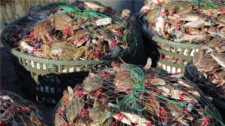 潍坊滨海:鱼虾满仓迎丰收