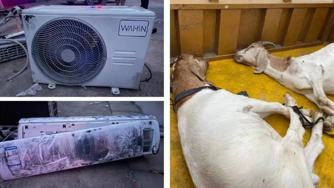 济宁两小贼偷窃近三个月 不仅偷了疫情防控点的空调，居然还有活的山羊