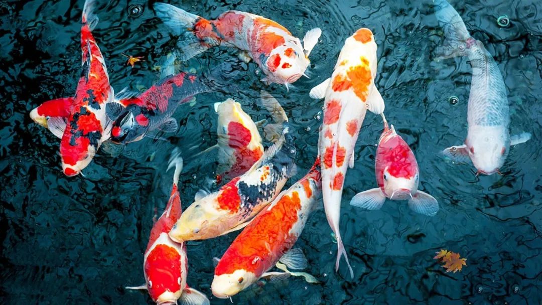 小锦鲤游出大产业 首届中国(济南)名优锦鲤大赛10月中旬在济举行