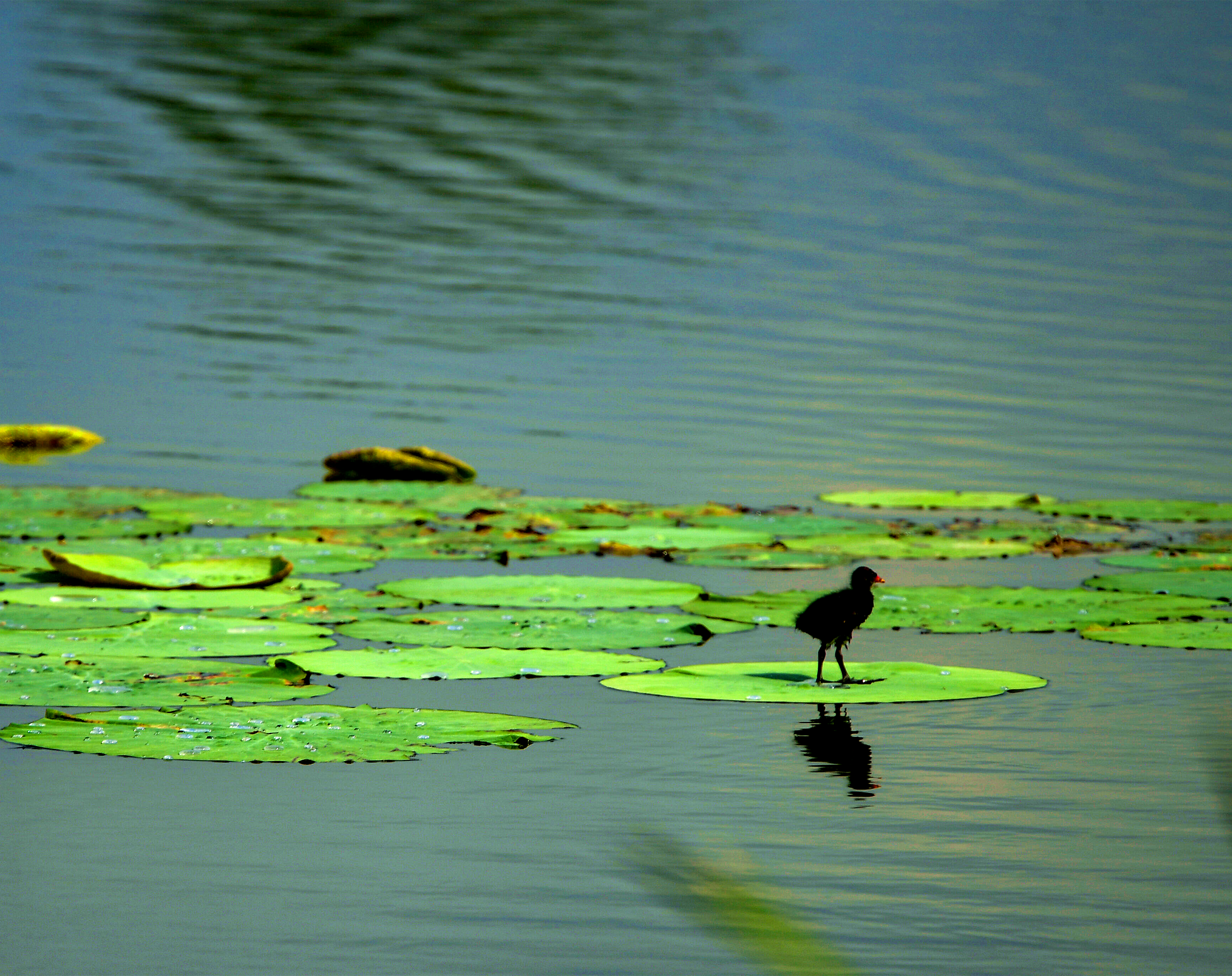 黄河入海看山东｜济南白云湖大力开展退渔还湿工程 恢复湿地1.6万余亩