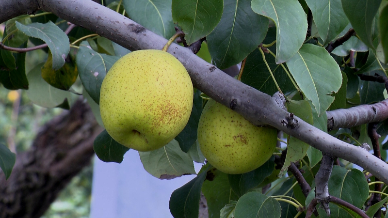 诗画德州丨夏津:千亩香秋梨枝头挂 硕果累累迎丰收