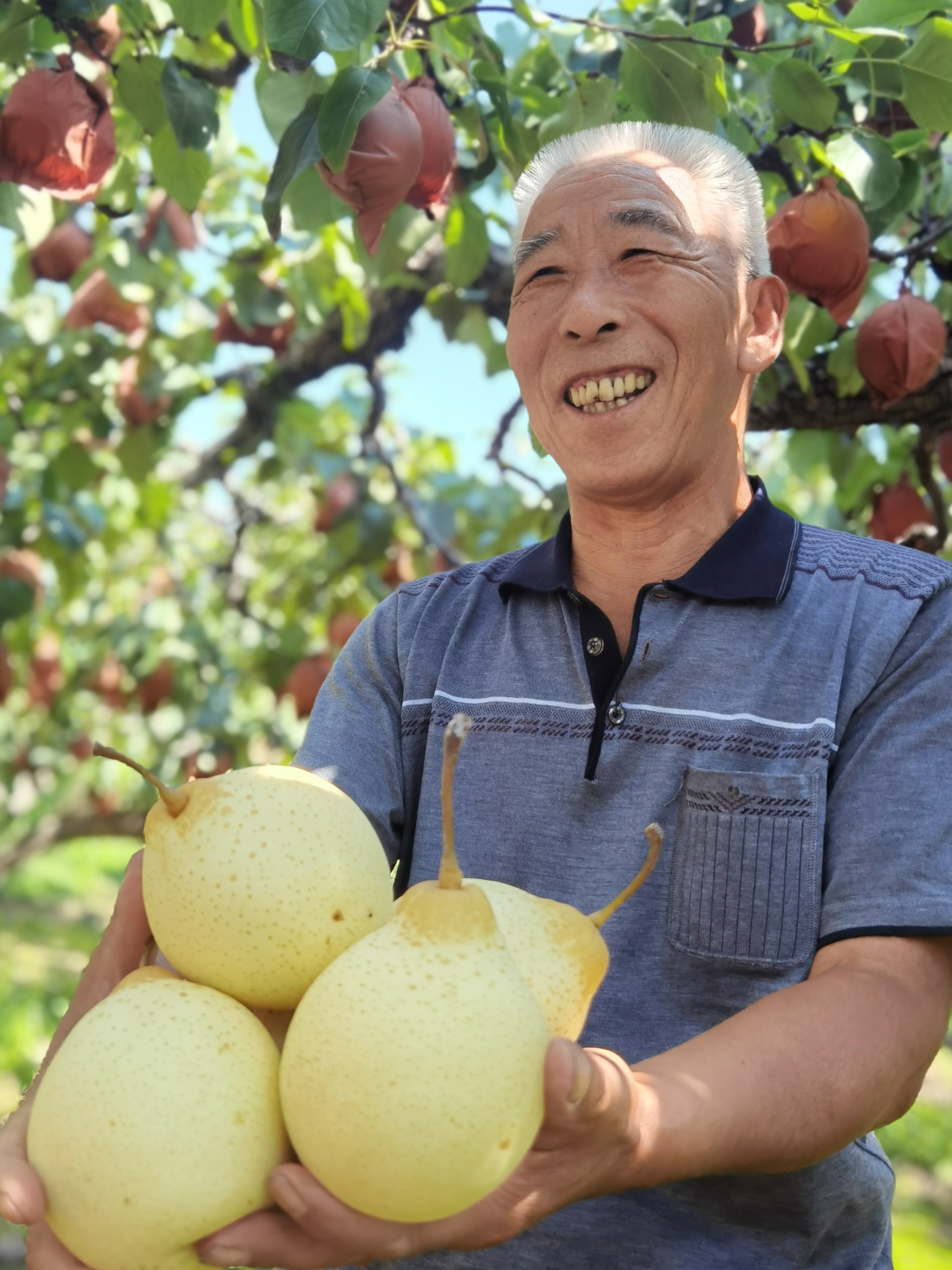 五颜六色晒丰收丨阳信鸭梨万亩丰收开启"梨"想之旅