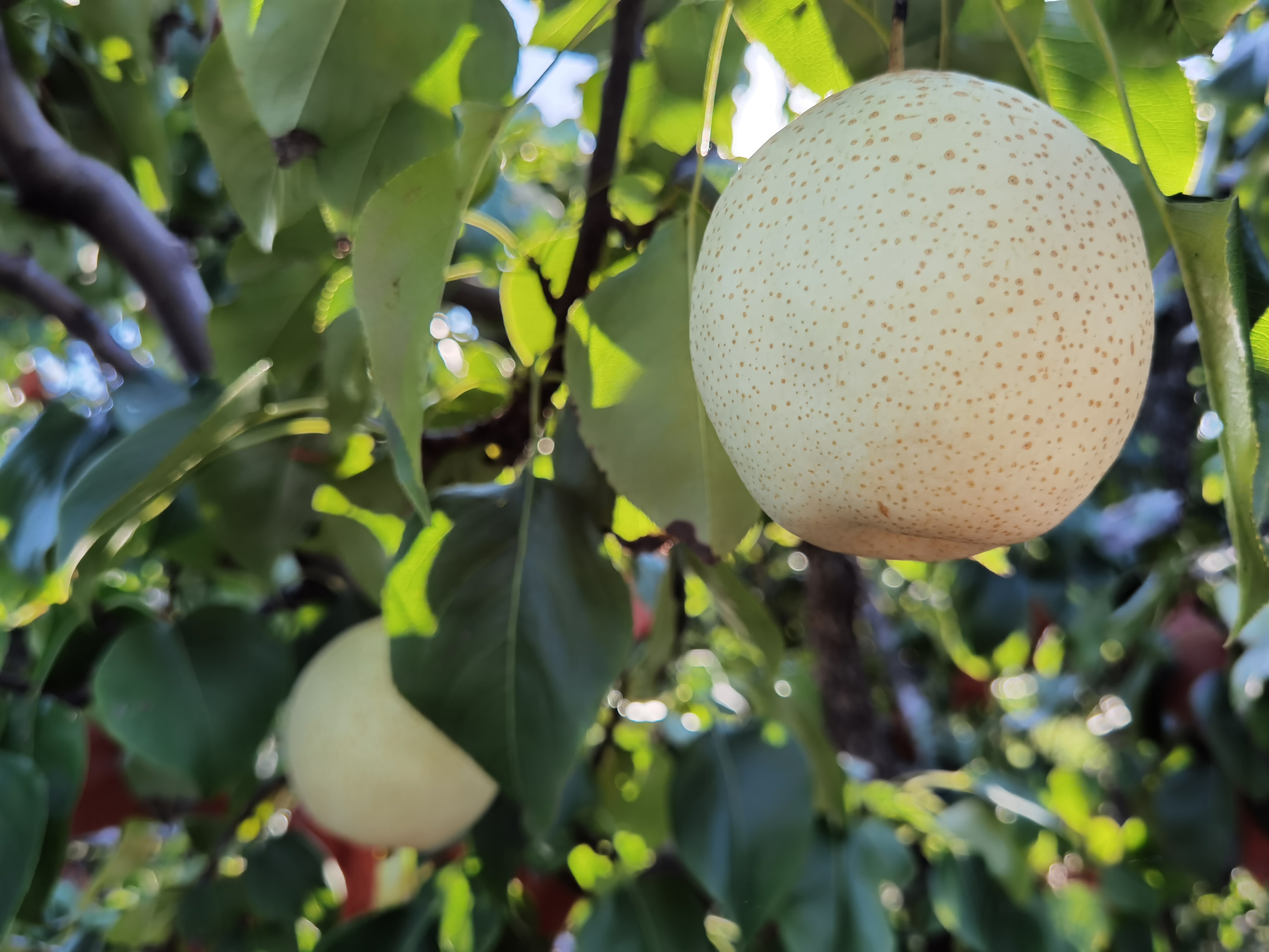 五颜六色晒丰收丨阳信鸭梨万亩丰收开启"梨"想之旅