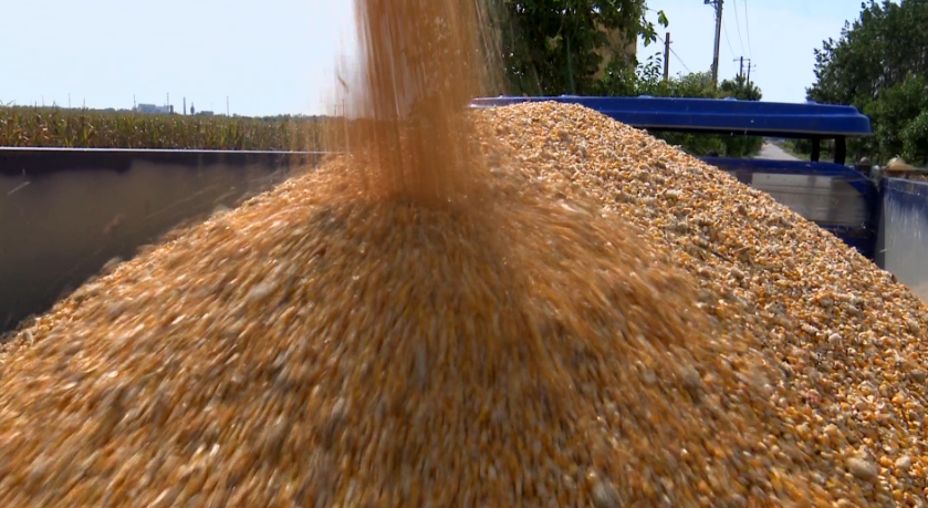 寒露接霜降，秋收秋种忙！滕州市88万亩玉米收获完毕