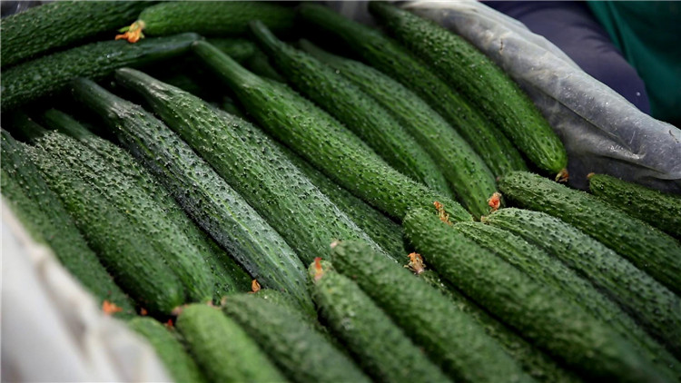 潍坊寿光秋茬蔬菜陆续上市市场供应逐渐充足