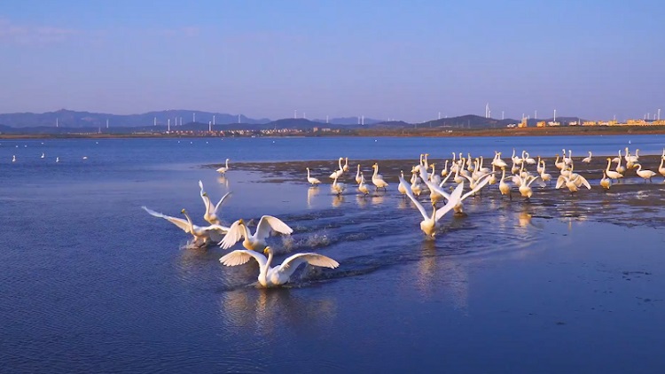 荣成天鹅湖景区图片